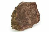 Polished, Neoproterozoic Stromatolite (Conophyton) - Morocco #350889-2